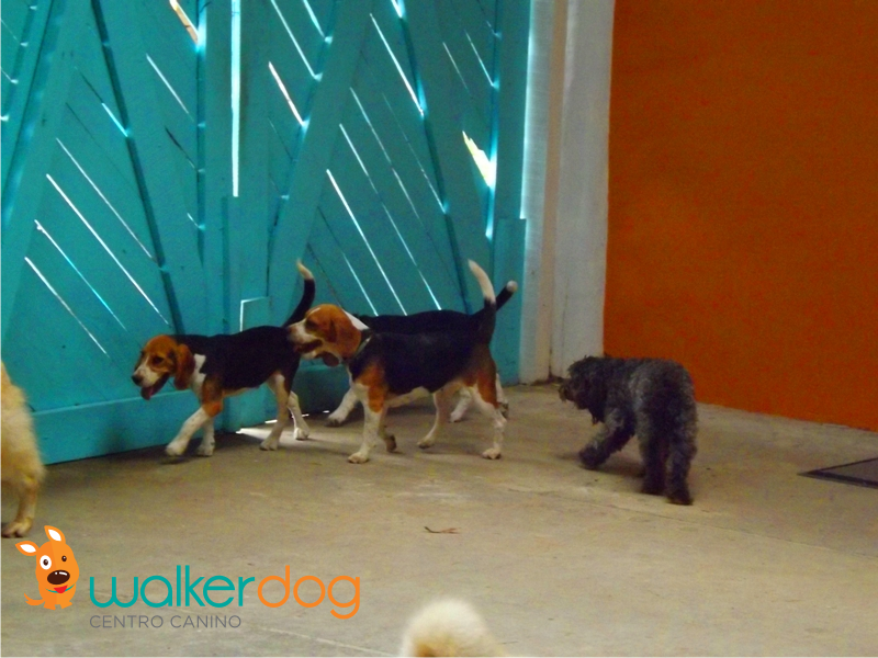 centro canino walker dog - hotel para caes 03