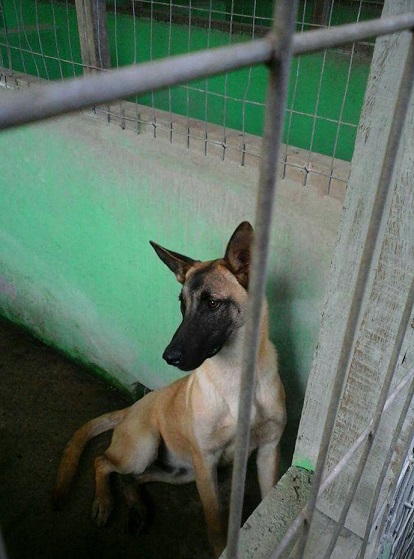 centro canino walkerdog - Venda de Filhotes de Cães dePastor Belga Malinois 02