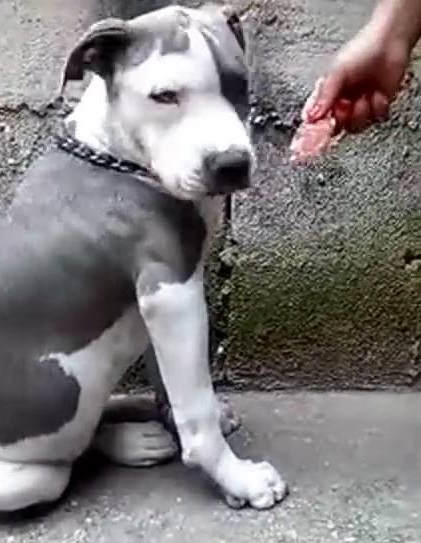 Adestramento de Cão Antienvenenamento