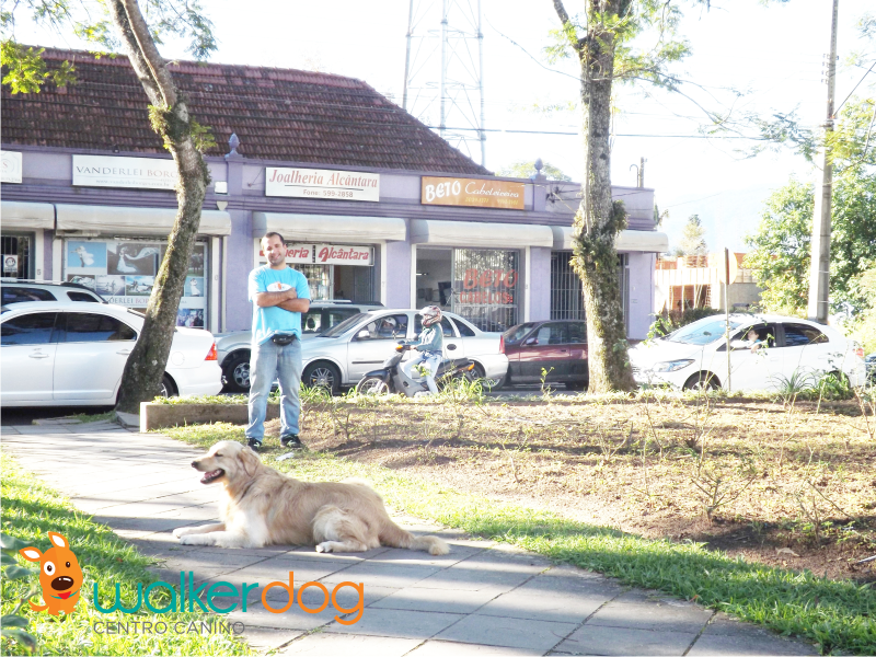 centro canino walker dog - adestramento de caes 04