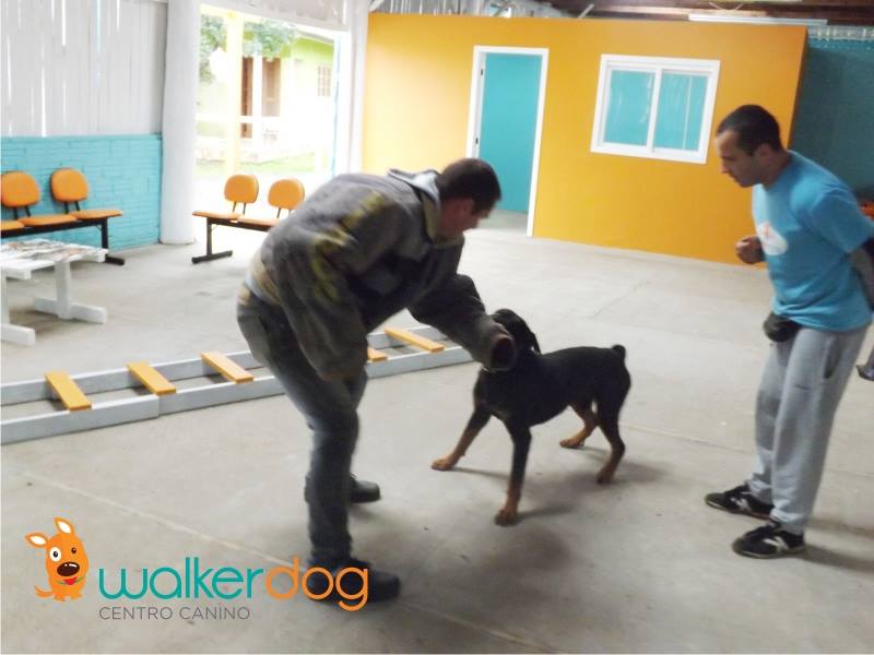 centro canino walker dog - adestramento de caes 05