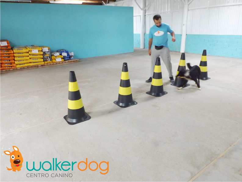 centro canino walkerdog - adestramento de caes 07
