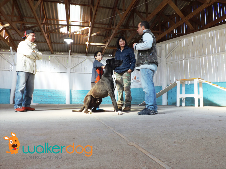 centro canino walkerdog - adestramento de caes 14