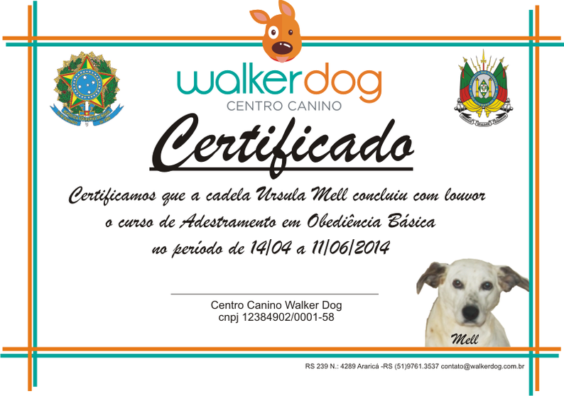 centro canino walkerdog - adestramento de caes 31