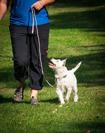 Adestramento de Cães centro canino walkerdog