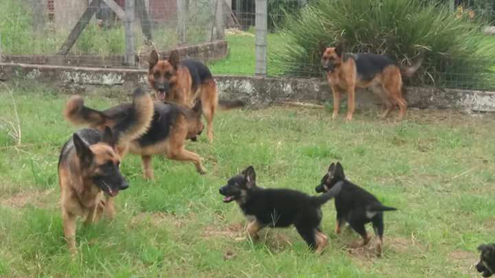 centro canino walkerdog - Venda de Filhotes de Cães de Pastor Alemão 02